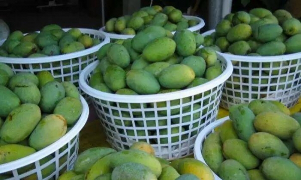 农家芒果干和麻花