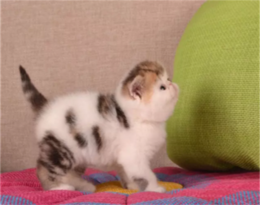 猫舍出售纯种健康波斯猫可上门挑选全国发货