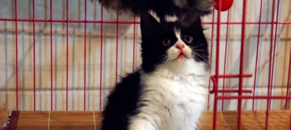 蓝白长毛MM ,高地长毛DD ,MM