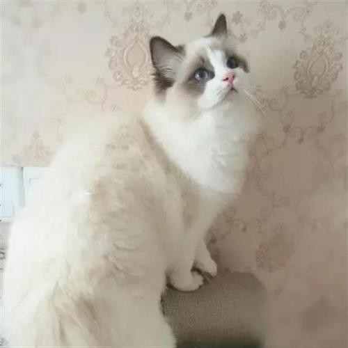 金渐层包子脸 英国短毛猫