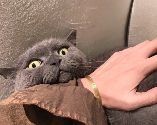 布偶折耳英短波斯