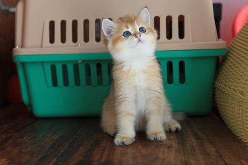 长期出售自家繁育 纯种幼猫 宠物猫咪
