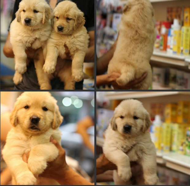 厦门本地 出售金毛幼犬狗狗包健康纯种 无忧