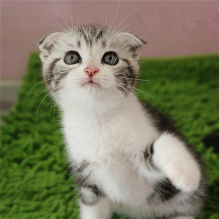 福建厦门美短加白猫幼崽到手价格