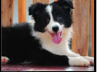 厦门本地 出售边境牧羊犬狗狗包健康纯种 无忧