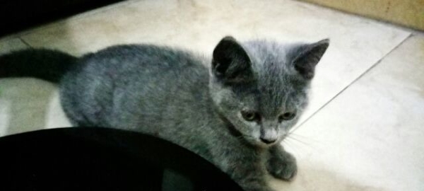 爱猫,想要养猫的,蓝猫弟弟两个月大