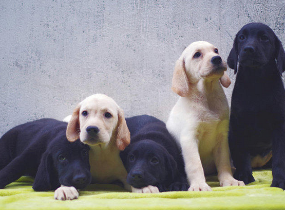 厦门本地出售 精品拉布拉多犬,疫苗驱虫已做,可视频