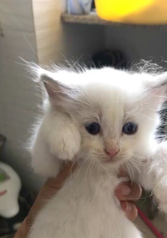 布偶猫幼猫 一个半月刚断奶