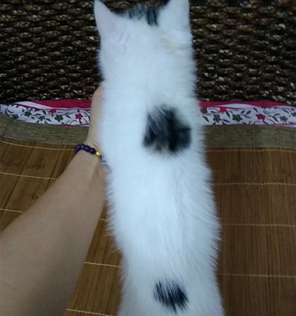 自家加菲猫宝宝