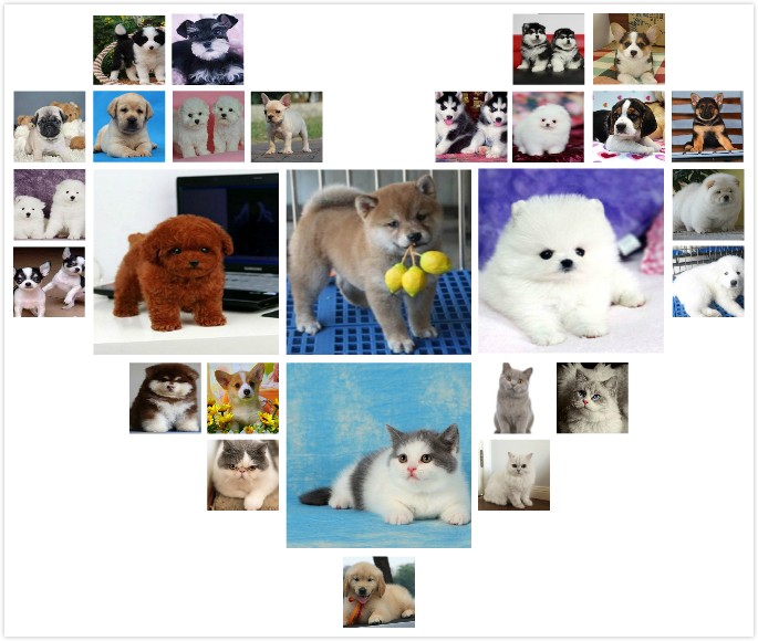 厦门养殖场直销 出售世界名犬丨宠物狗狗丨全国托运免费送货