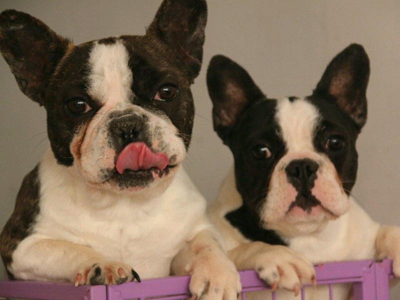 厦门本地 出售斗牛幼犬狗狗包健康纯种 无忧