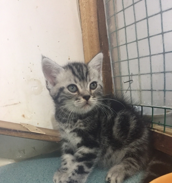 美国短毛猫家养纯种粘人找哥哥姐姐