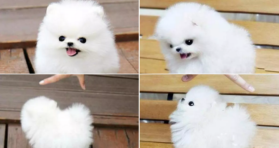 厦门本地 出售博美幼犬狗狗包健康纯种 无忧