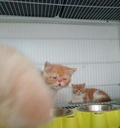 蓝猫,蓝白,加菲猫,暹罗,美短,英短等猫咪