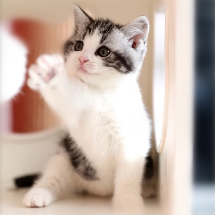 福建厦门美短加白幼猫价格