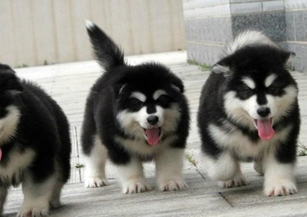 厦门本地出售 精品阿拉斯加犬,疫苗驱虫已做,可视频