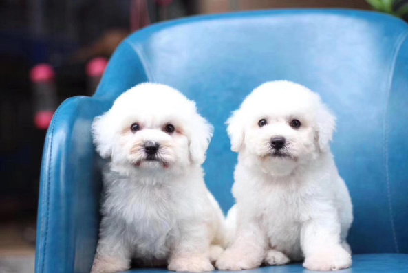 厦门本地出售 精品比熊犬,疫苗驱虫已做,可视频