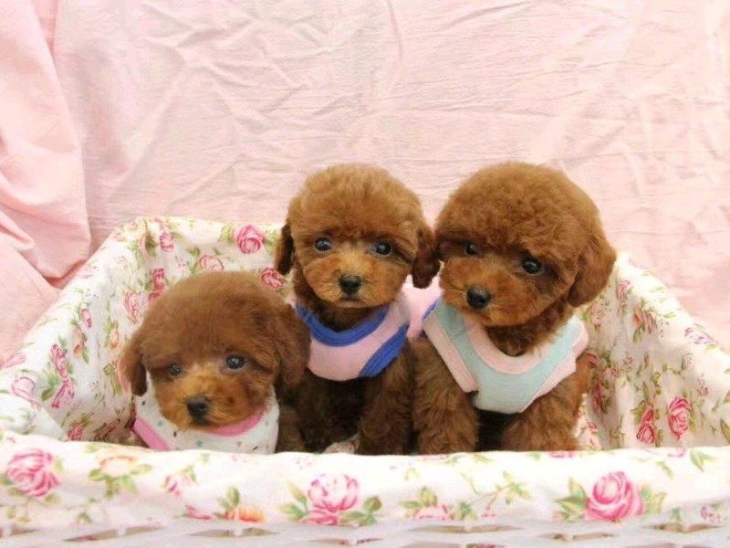 厦门本地 出售泰迪幼犬狗狗包健康纯种 无忧