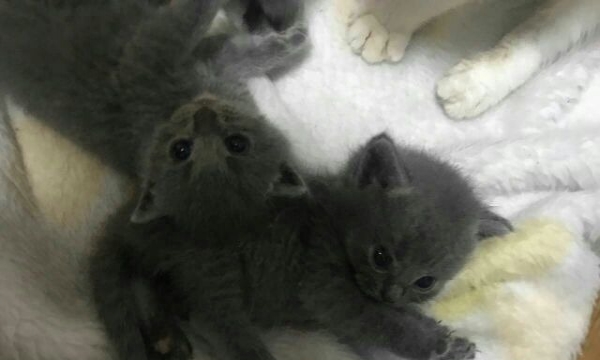 便宜有偿自己猫猫生宝宝了