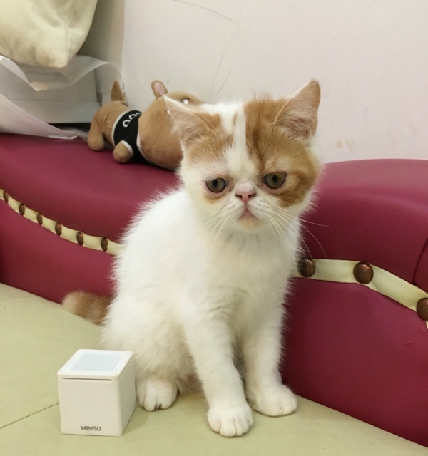 自家繁育加菲猫