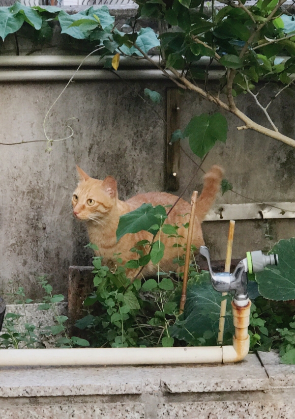 一岁已绝育小母猫求领养