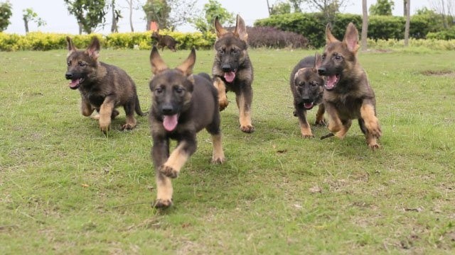 厦门本地出售 精品马犬,疫苗驱虫已做,可视频