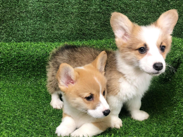 厦门本地出售 精品柯基犬,疫苗驱虫已做,可视频