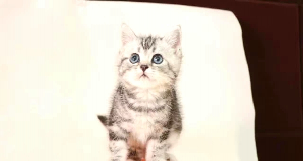 选猫咪到正规猫舍 选着放心 养只开心 质量质保 OK003