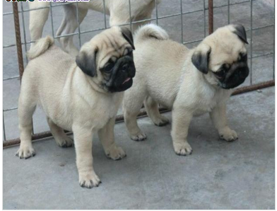 厦门本地出售 精品巴哥犬,疫苗驱虫已做,可视频