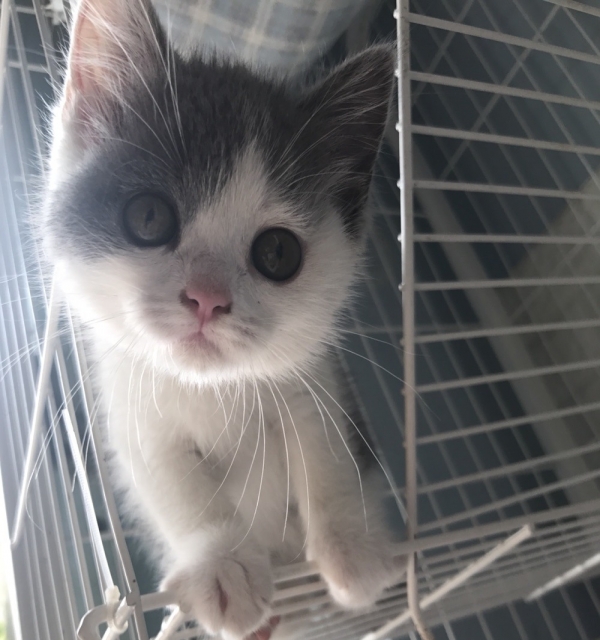 英短加白mm,疫苗齐