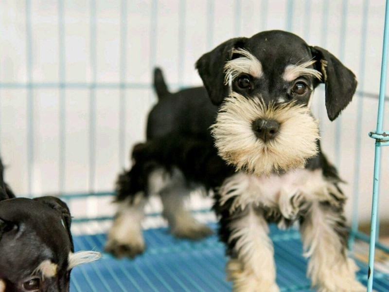 厦门本地 出售雪纳瑞幼犬狗狗包健康纯种 无忧