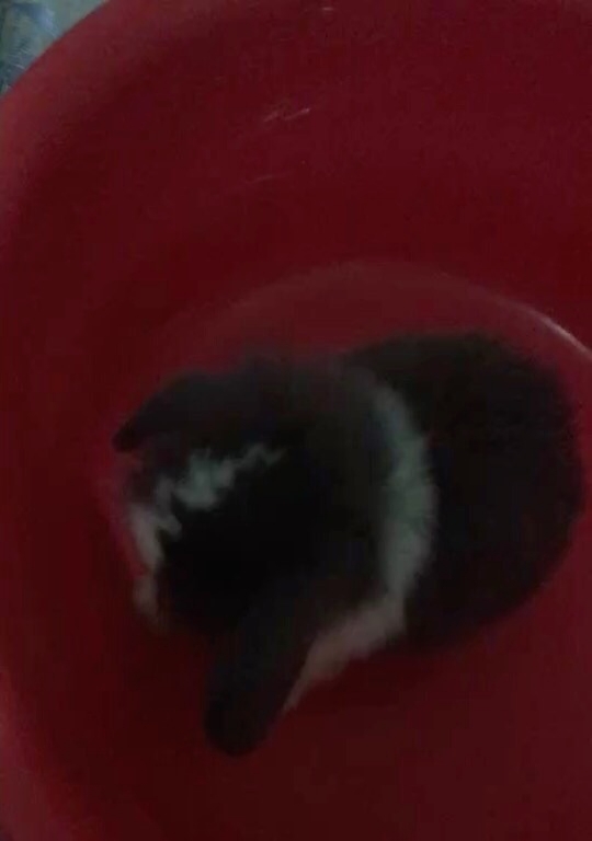 求送一只宠物猫