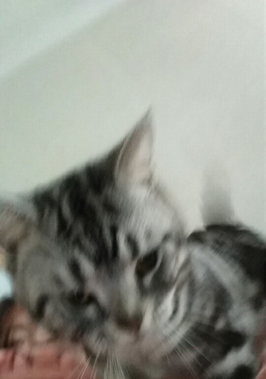 转让美短,求有爱心者