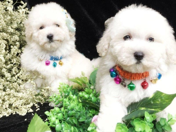 厦门本地 出售比熊幼犬狗狗包健康纯种 无忧