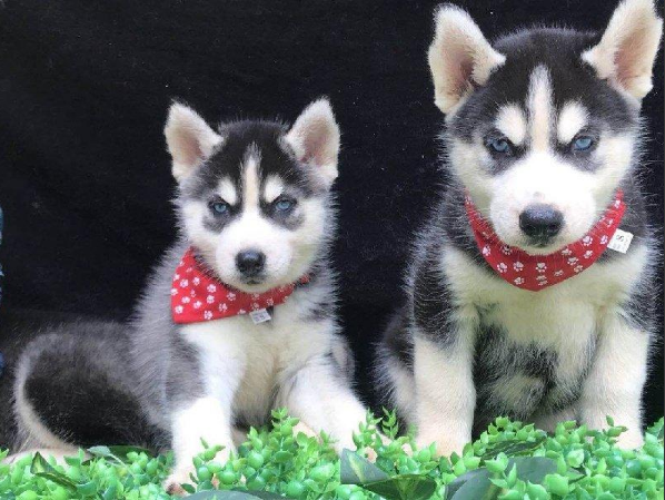 厦门本地 出售哈士奇幼犬狗狗包健康纯种 无忧